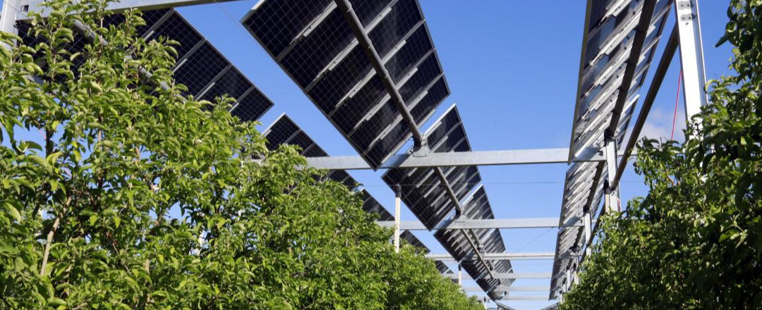 Energía solar impulsa la eficiencia en la agroindustria